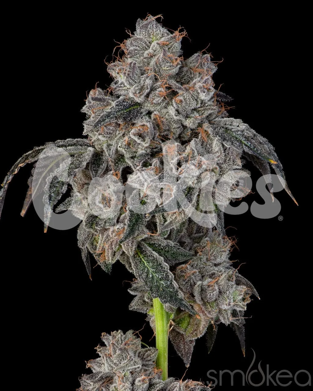 Cookies Cannabis Seeds - Blueberry Cherries