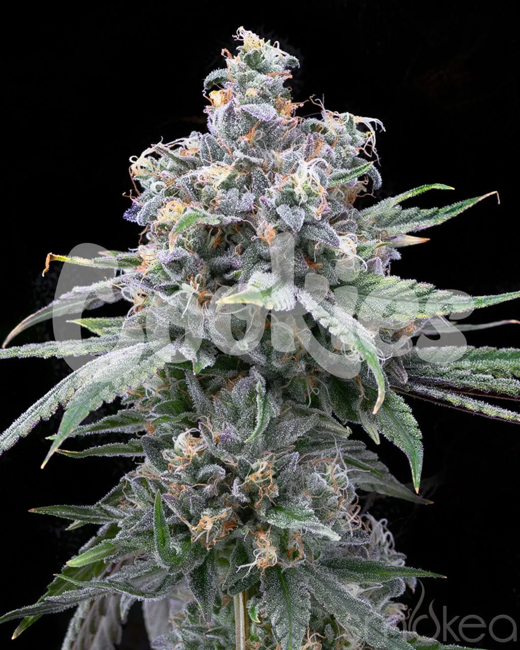 Cookies Cannabis Seeds - Pie Piss